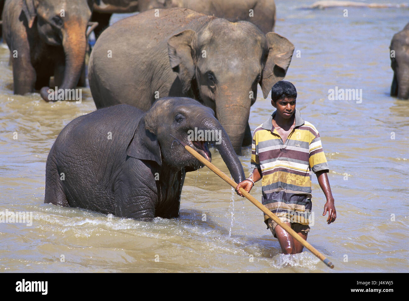 Le Sri Lanka, l'orphelinat d'éléphants, Pinawela, rivière, l'homme, l'éléphant, l'éléphant baignoire modèle ne libération Asie du Sud, l'île de l'état, de l'eau, flux Peril, l'homme, locales, entraîneur des animaux, physio, gestionnaire de l'éléphant, les animaux, les maisons de Dick, Elephas maximus du Bengali, de l'eau sis, rafraîchissements, refroidissement, 'orphelinat des éléphants", point d'intérêt, d'attirance, attraction touristique Banque D'Images