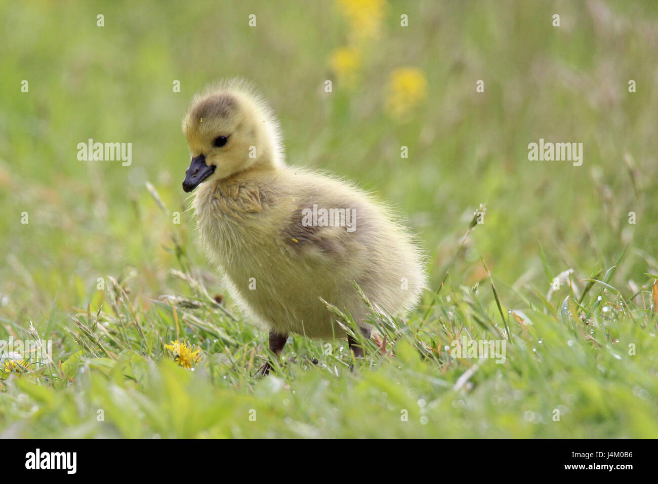 Un bébé Canada goose gosling paissant dans une prairie au printemps Photo  Stock - Alamy