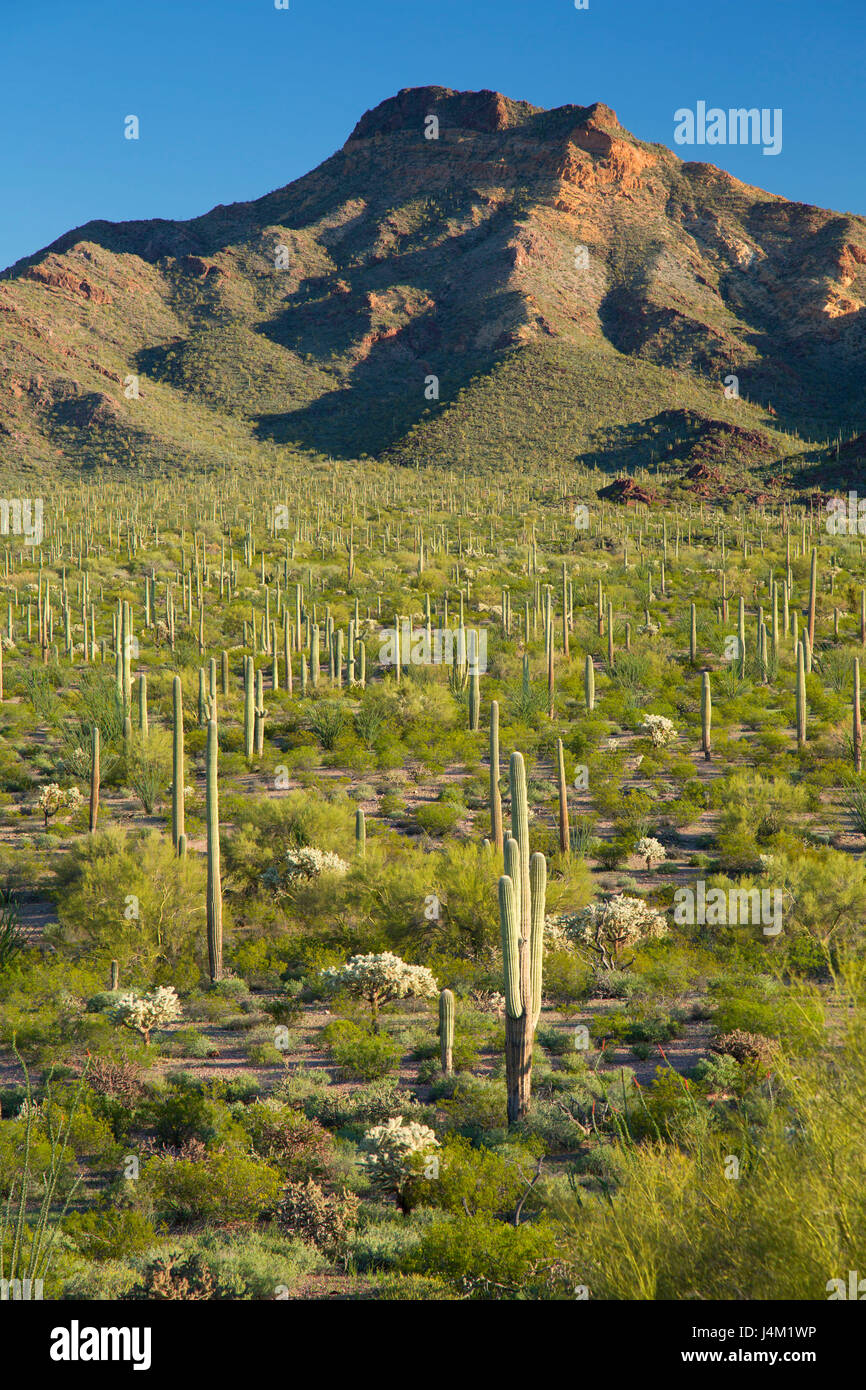 Avec le désert le long de saguaro Ajo Mountain Drive, orgue Pipe Cactus National Monument, Arizona Banque D'Images
