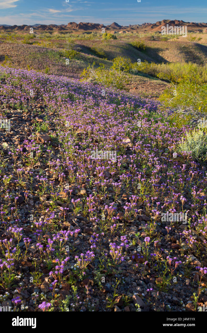 Phacelia, Imperial National Wildlife Refuge, en Arizona Banque D'Images