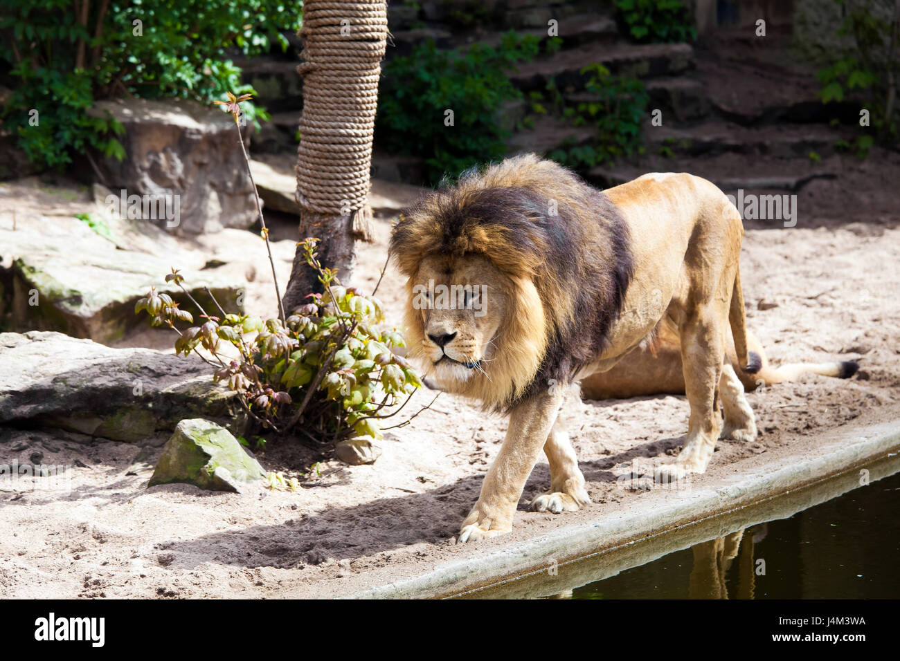 Grand beau mâle lion au Zoo Banque D'Images