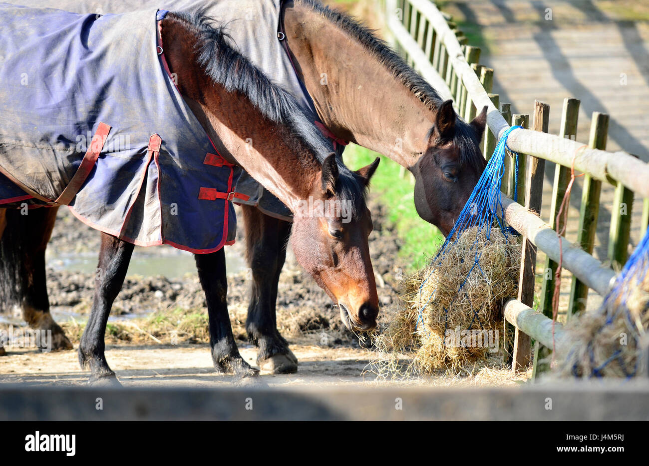 L'alimentation des chevaux dans un enclos. Kent, Angleterre. Banque D'Images