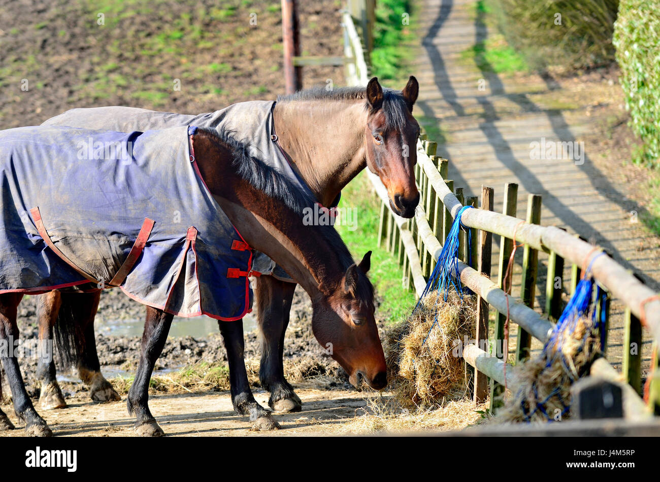 L'alimentation des chevaux dans un enclos. Kent, Angleterre. Banque D'Images