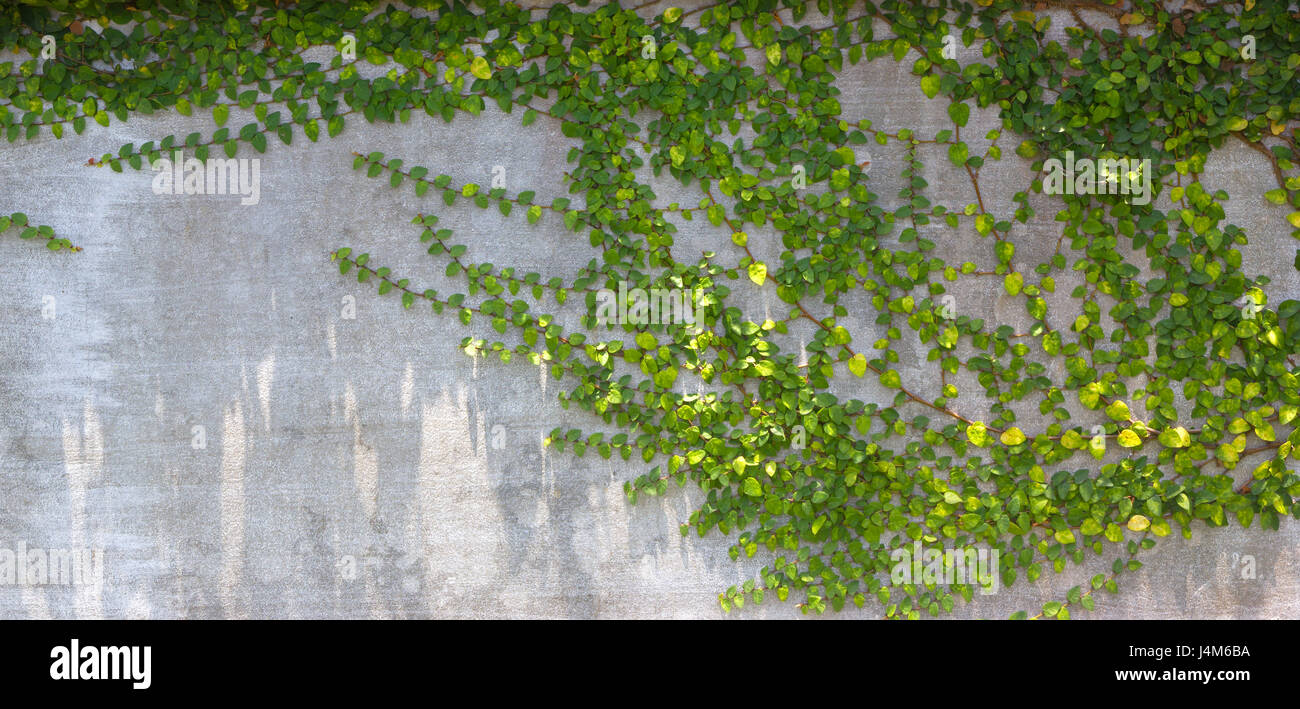 Le Livre vert sur le mur de plantes rampantes Banque D'Images