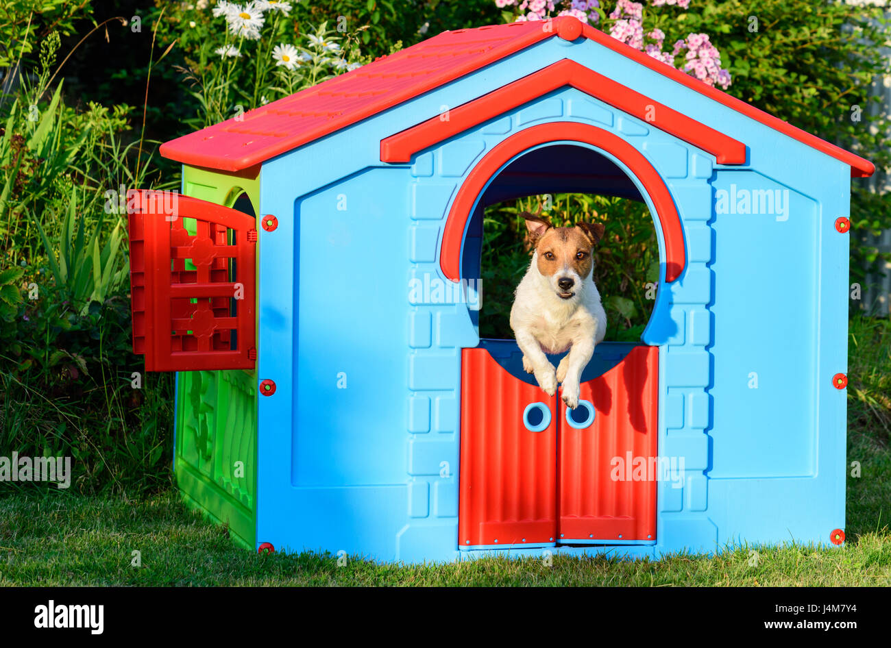 Sautant de chien maison colorée à l'aire de jeux au jardin Banque D'Images