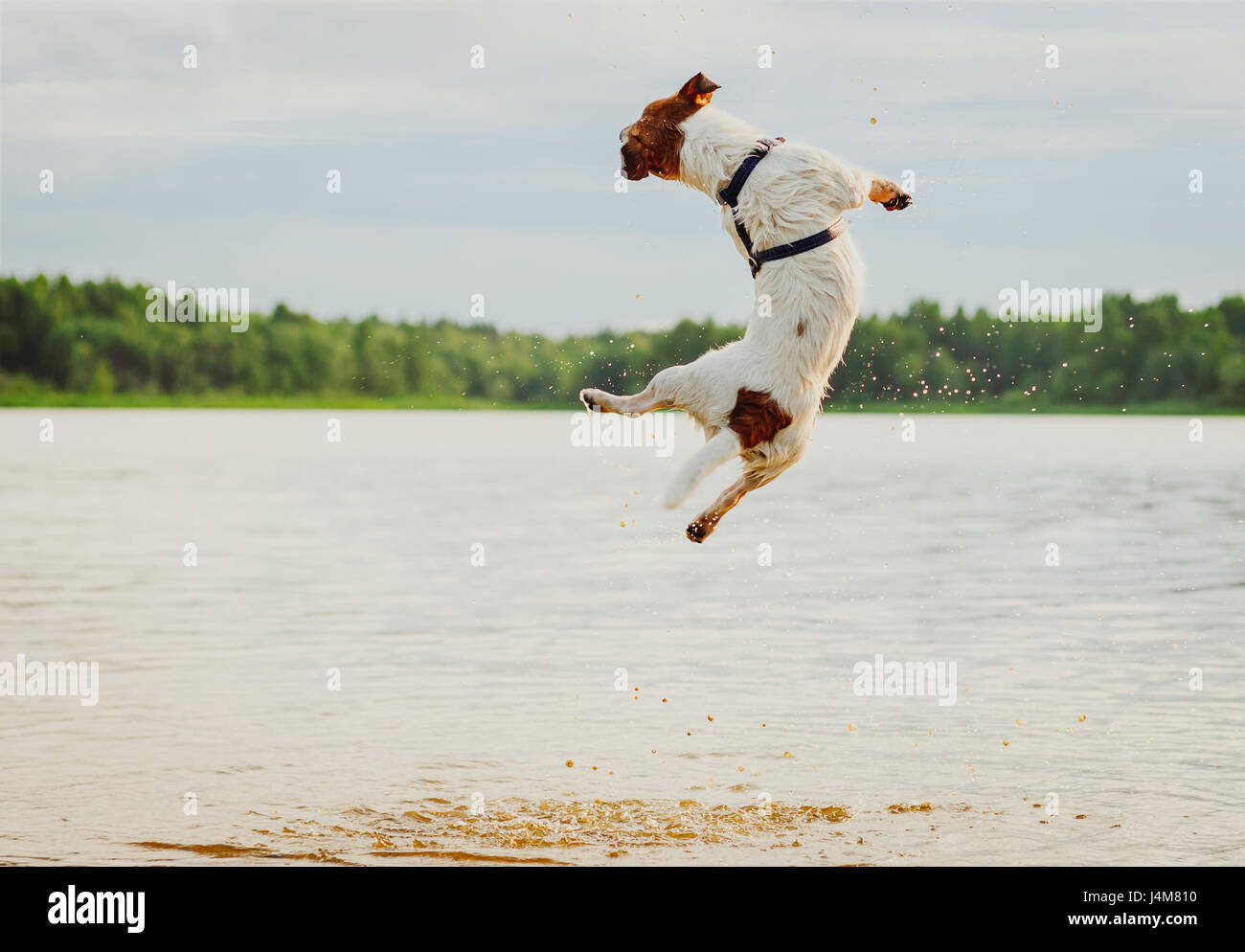 Plage d'été à avec chien sautant dans l'eau élevée Banque D'Images