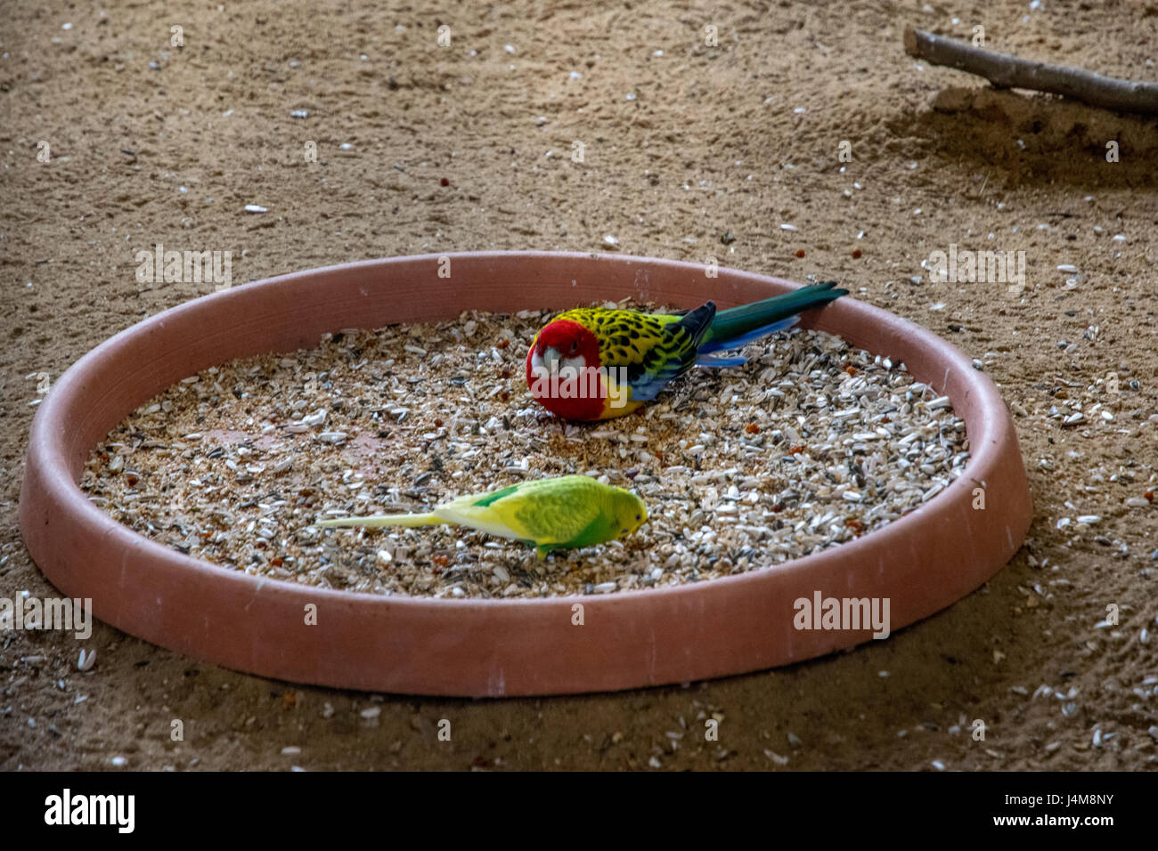 Oiseaux colorés à l'intérieur d'une grande cage sur une branche en bois Banque D'Images