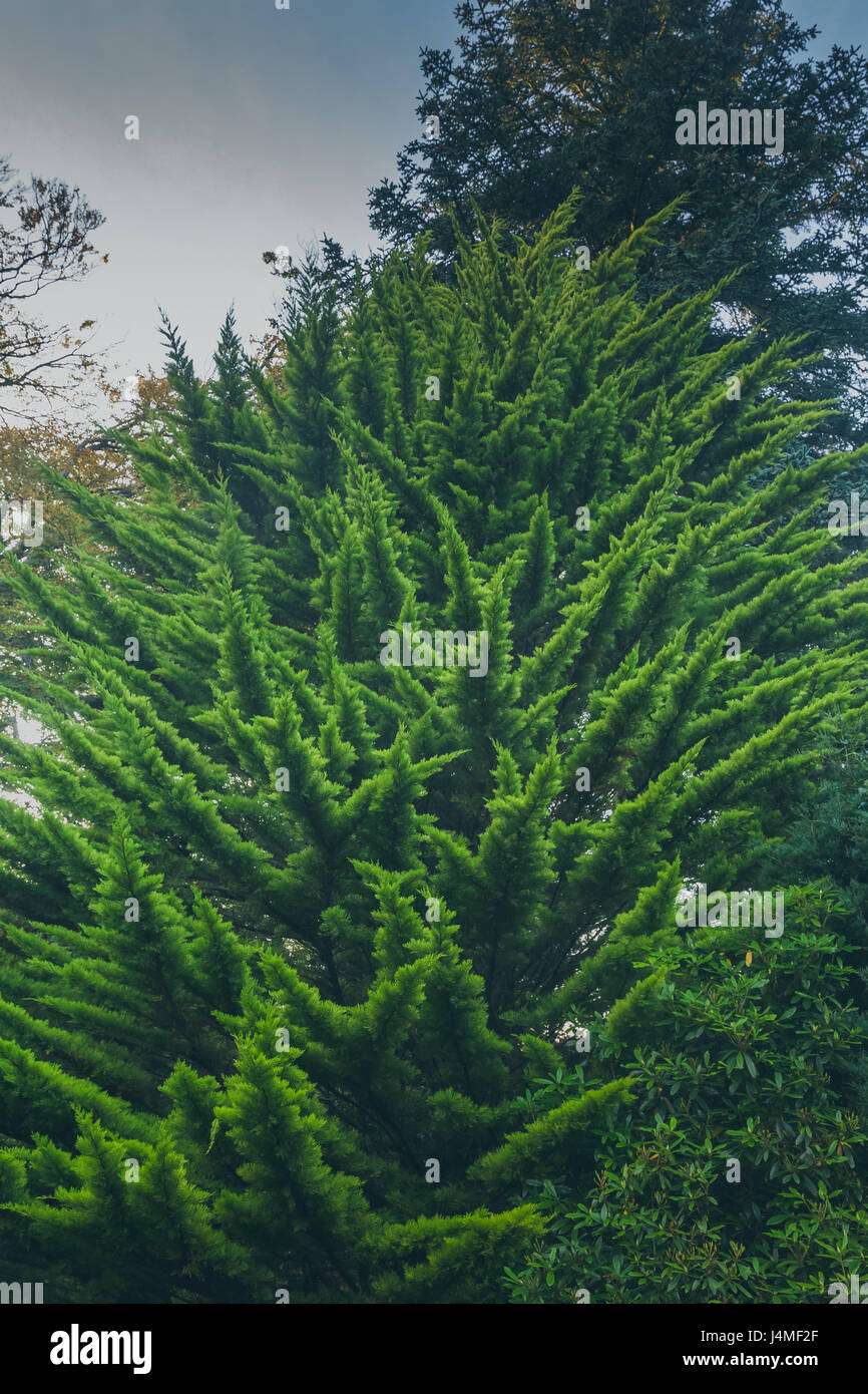 Un beau sapin complètement couvert dans les aiguilles vertes tourné à partir de ci-dessous pour un regard majestueux. Tourné à tollymore, Forest Park, Newcastle, comté de Down, Banque D'Images