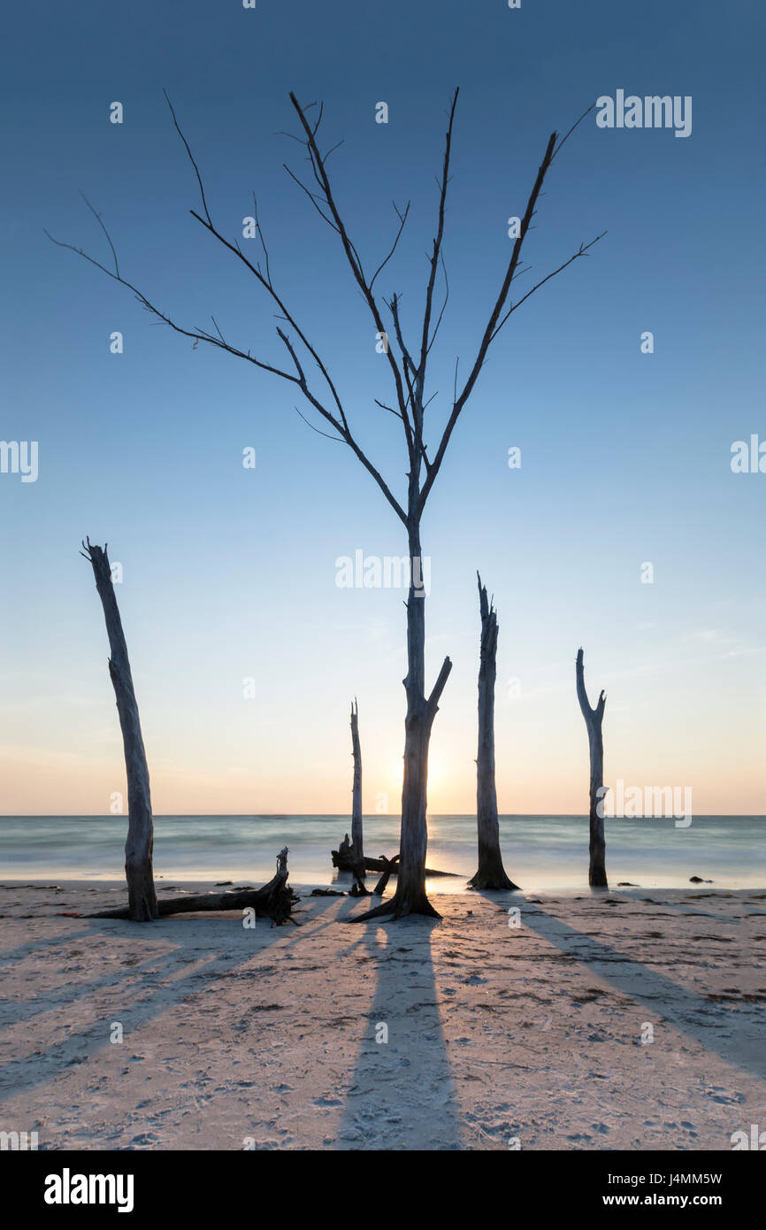 Coucher du soleil des arbres à la bière peuvent island, Longboat Key, Florida, USA Banque D'Images