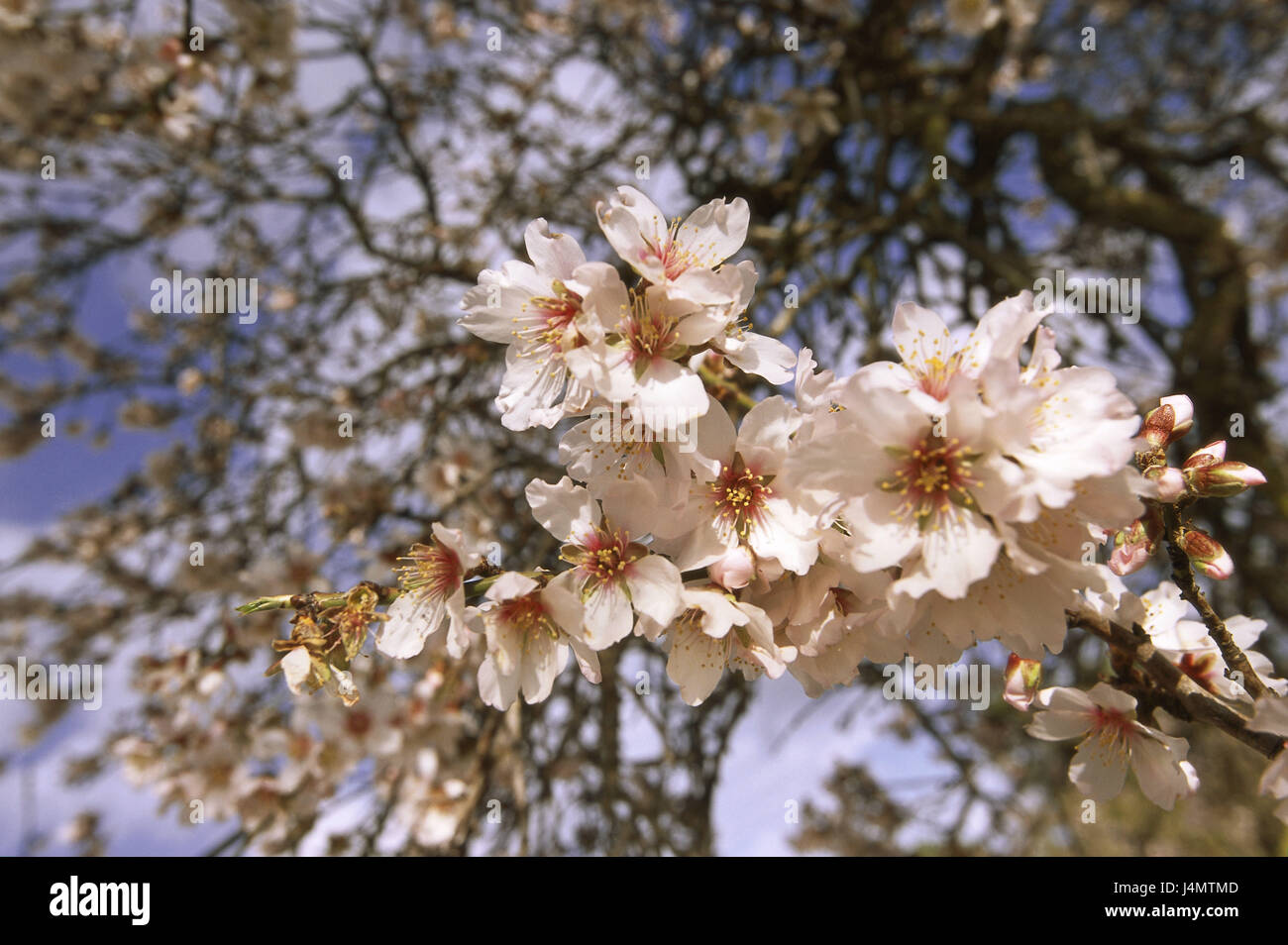 Amandier Prunus Dulcis Détail Les Branches Les Fleurs