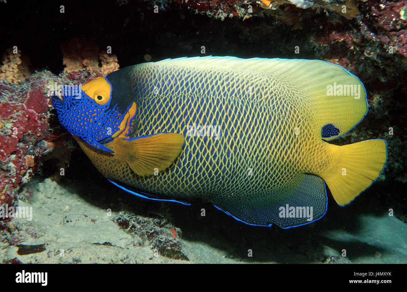 Tête de poisson bleu l'empereur Pomacanthus xanthometopon, Banque D'Images