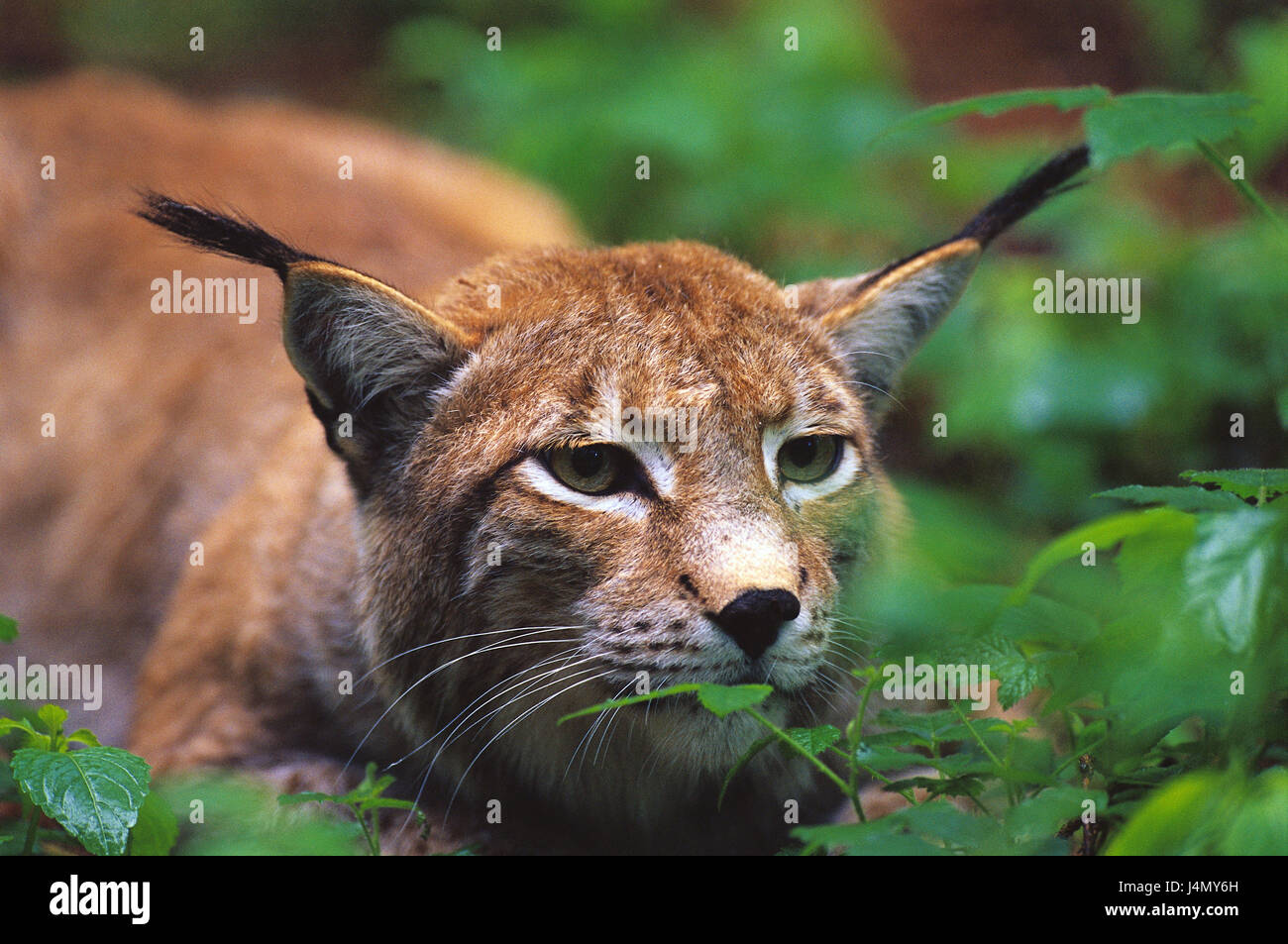 Jeu du lynx - Les animaux