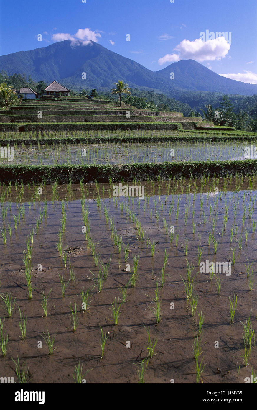 L'INDONÉSIE, Bali, terrasses Voyage Asie, Asie du Sud-Est, petite Sundainseln, island, annexe, voyage, culture du riz, les champs, les plantes, l'herbe douce, la croissance, l'agriculture, de l'économie Banque D'Images