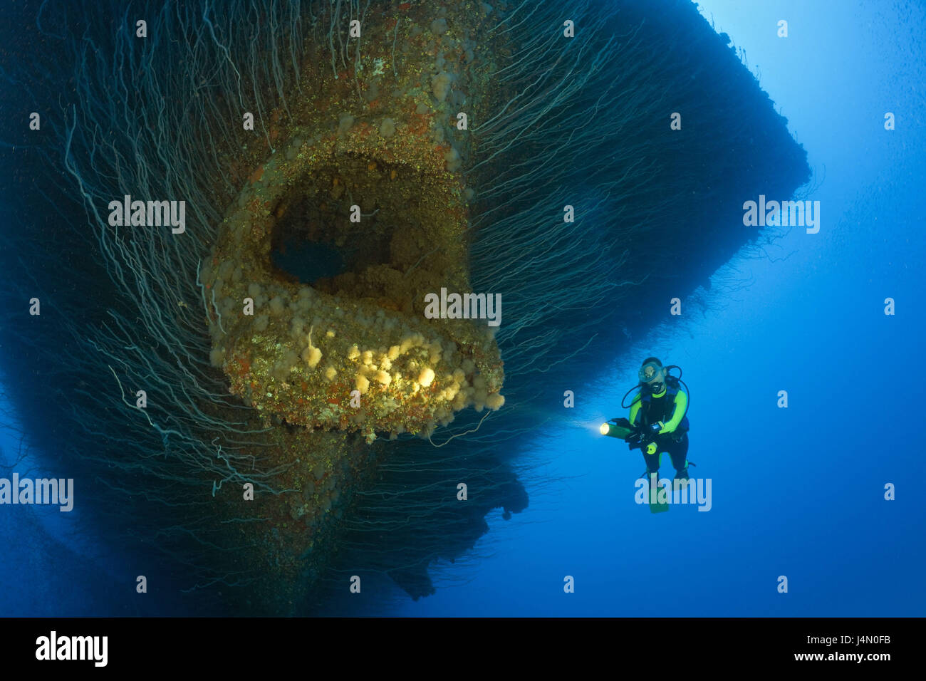 Plongeur, épave, Ankerklüse, coraux, USS Saratoga, à Banque D'Images