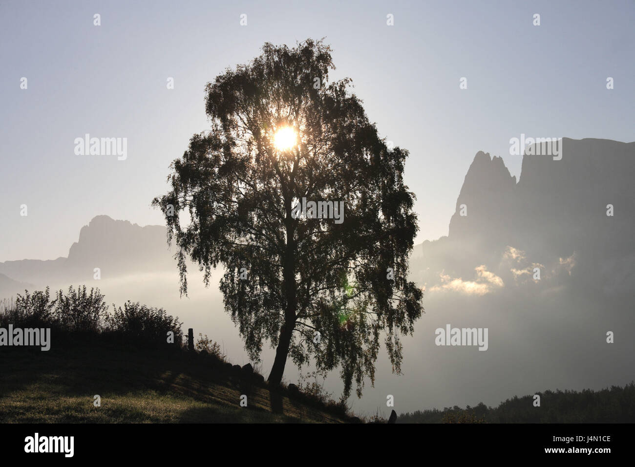 L'Italie, Tyrol du Sud, aux manèges, montagne Schlern, arbre à feuilles larges, Haze, crépuscule, lumière arrière, Banque D'Images