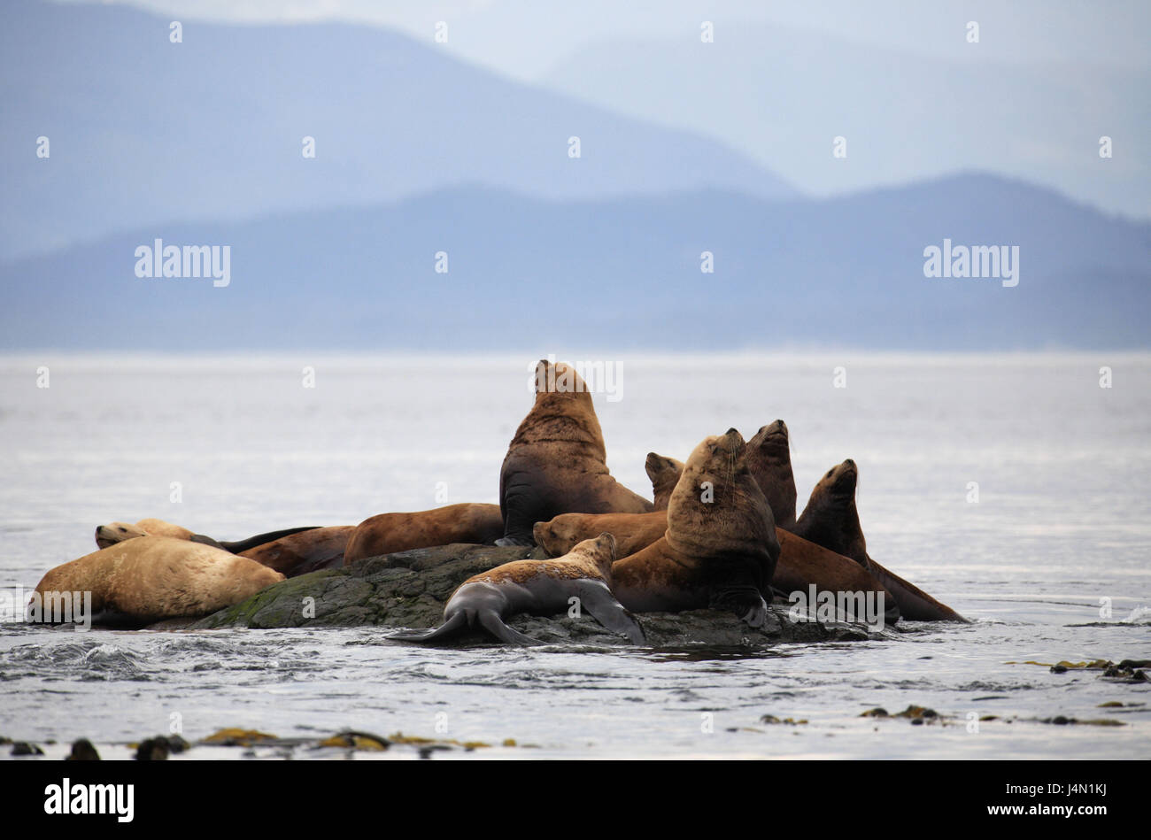 Canada, Colombie-Britannique, Vancouver l'Islande, le détroit de Johnstone, island, Stellersche les lions de mer, mer, Banque D'Images