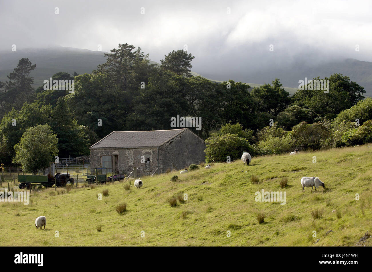 L'Irlande, Connacht, Connemara, comté de Galway, le Connemara national park, mouton, Banque D'Images