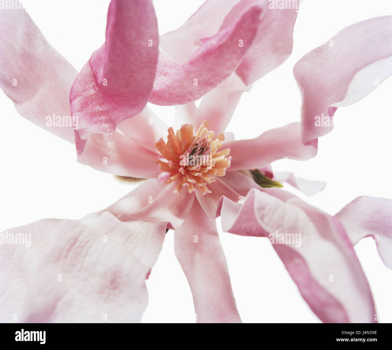 Nom : Magnolia, Magnolia stellata, 'Leonard Messel', détail, Banque D'Images