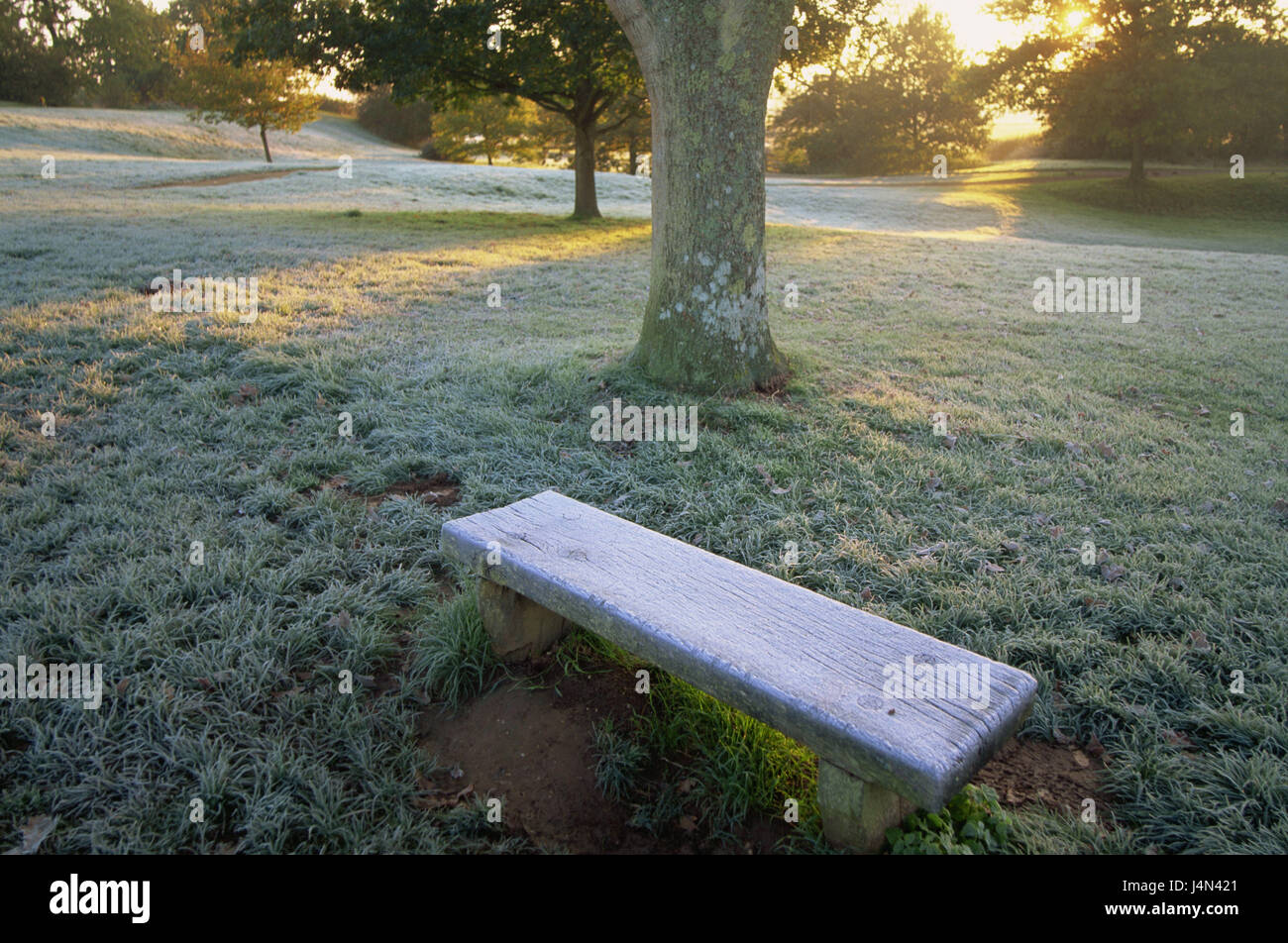 Selle, parc, prairie, frost, contrejour, Banque D'Images