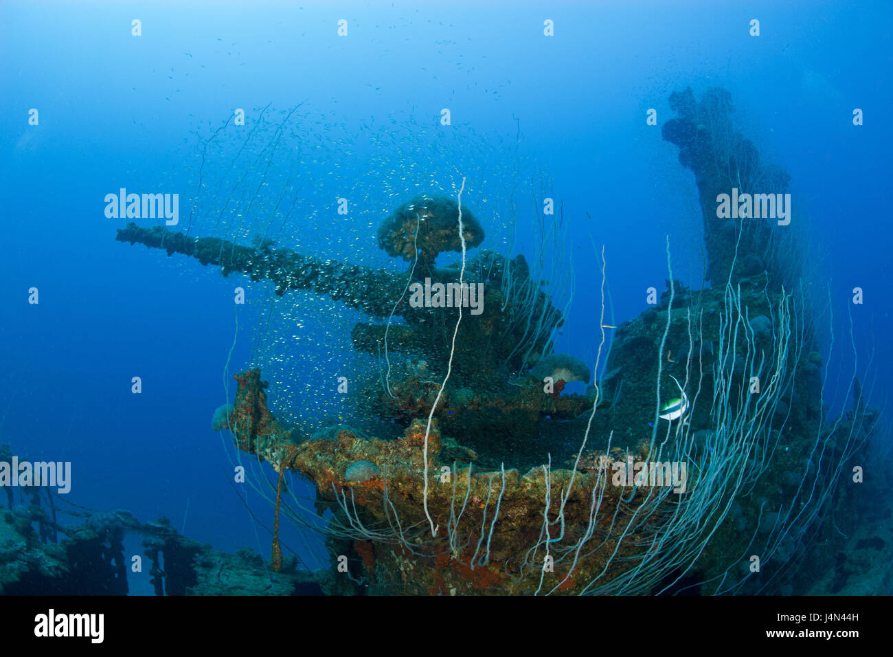L'épave du sous-marin, l'USS-Apogon, 5 pouces Geschütz, coraux, Banque D'Images