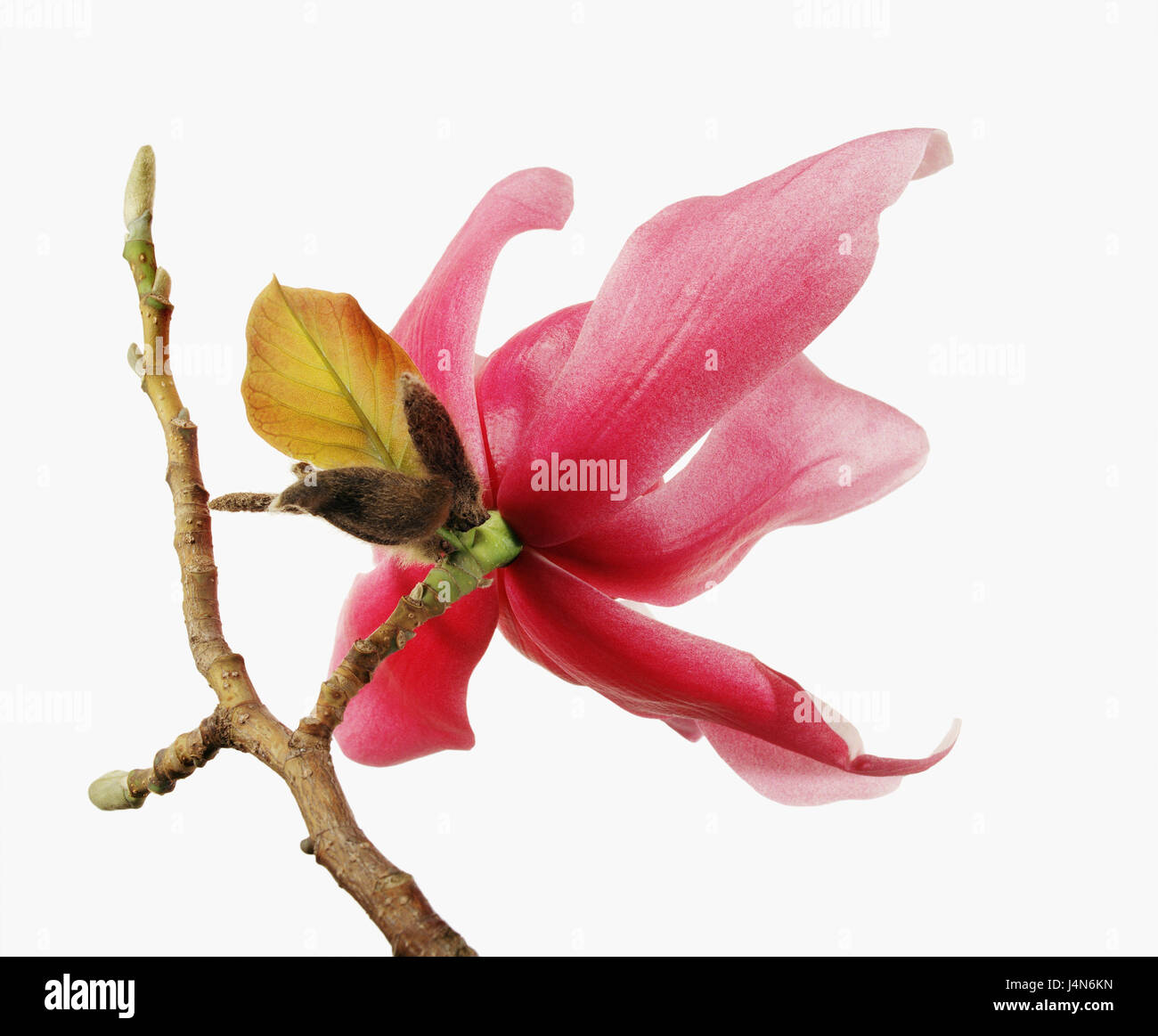 Magnolia, Magnolia sprengeri nom : var. 'Diva', Banque D'Images