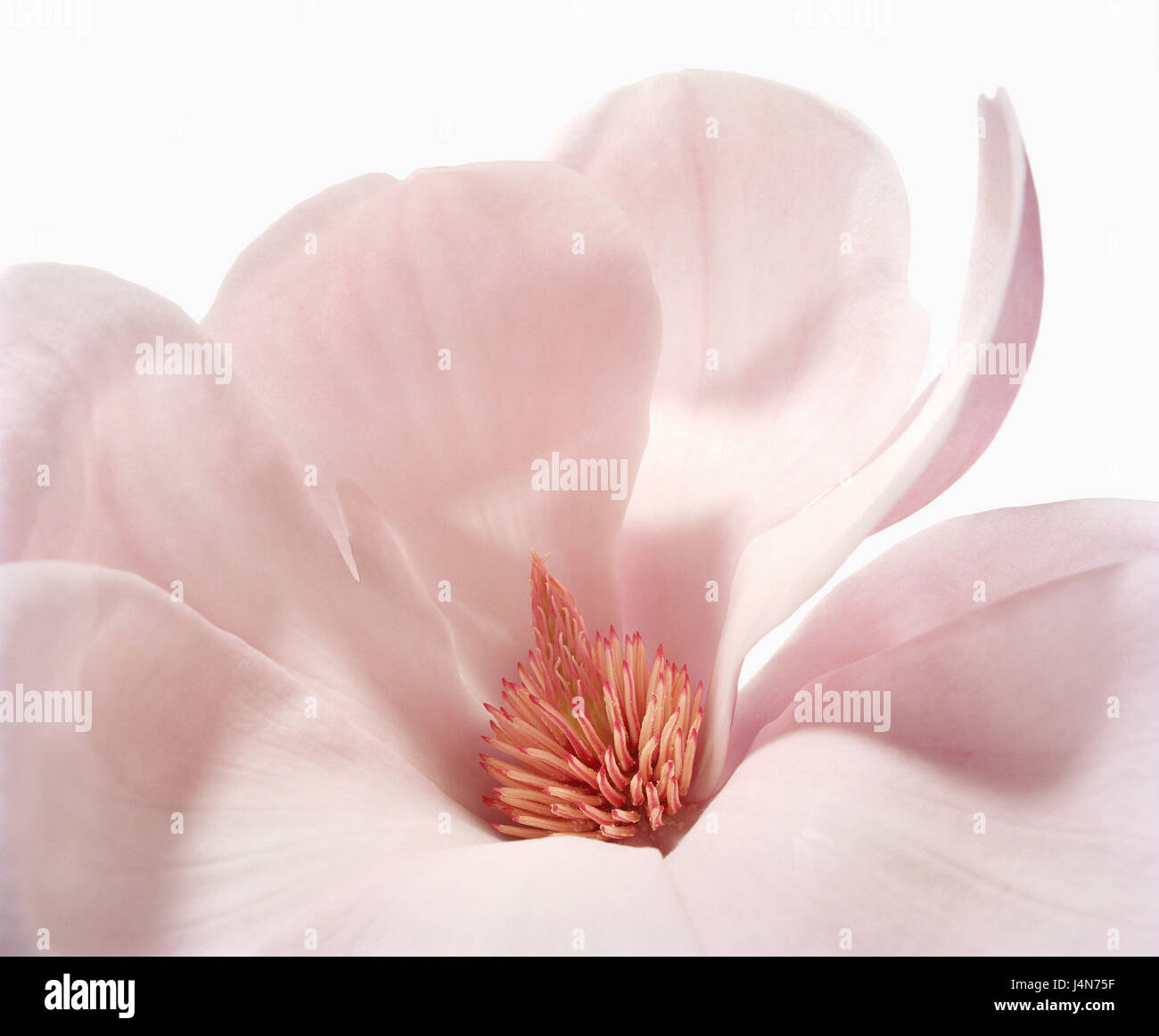Magnolia, nom : 'Forrest's of Pink', Close up, Banque D'Images