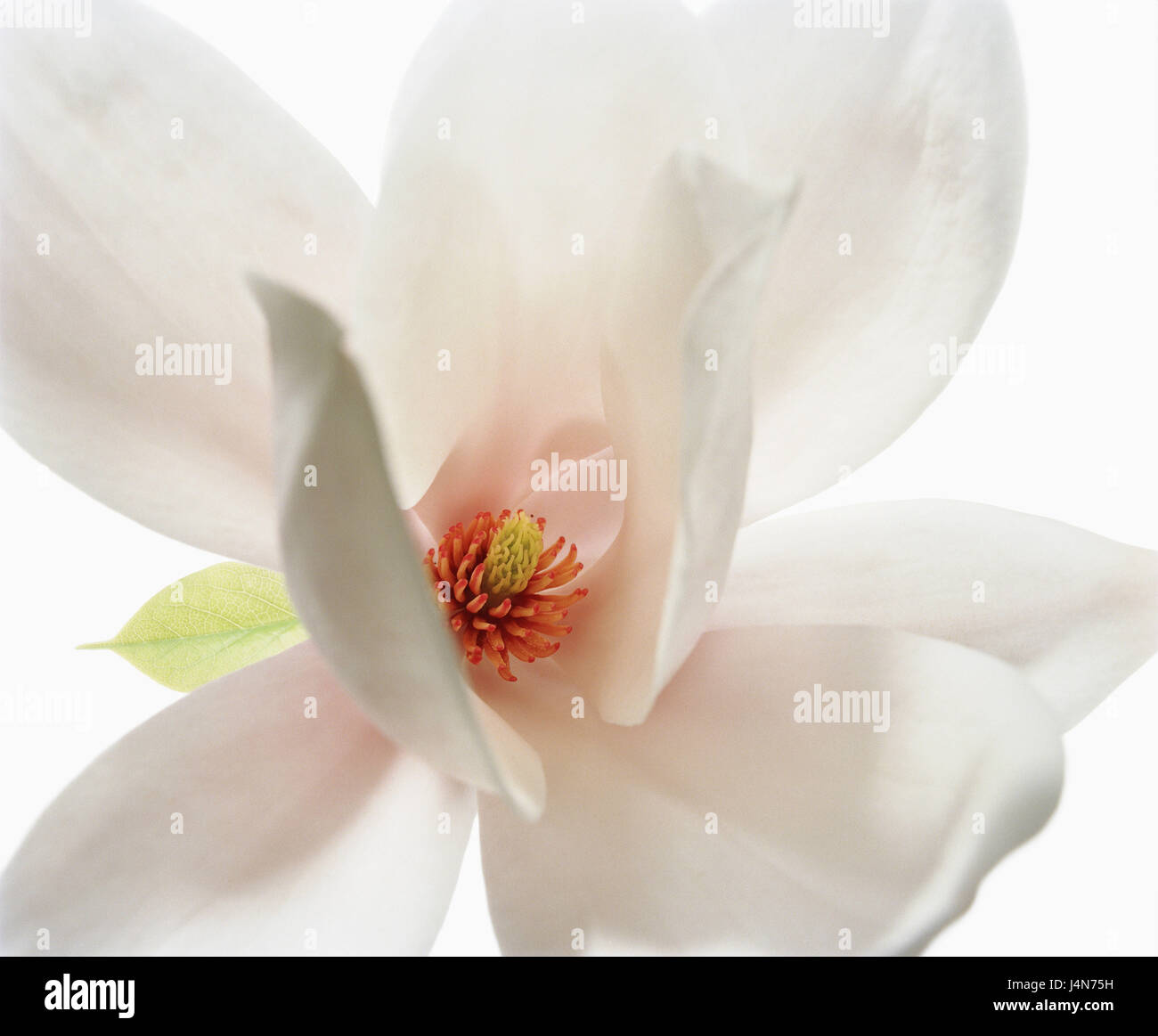 Magnolia, nom : 'Berceuse', détail, Banque D'Images