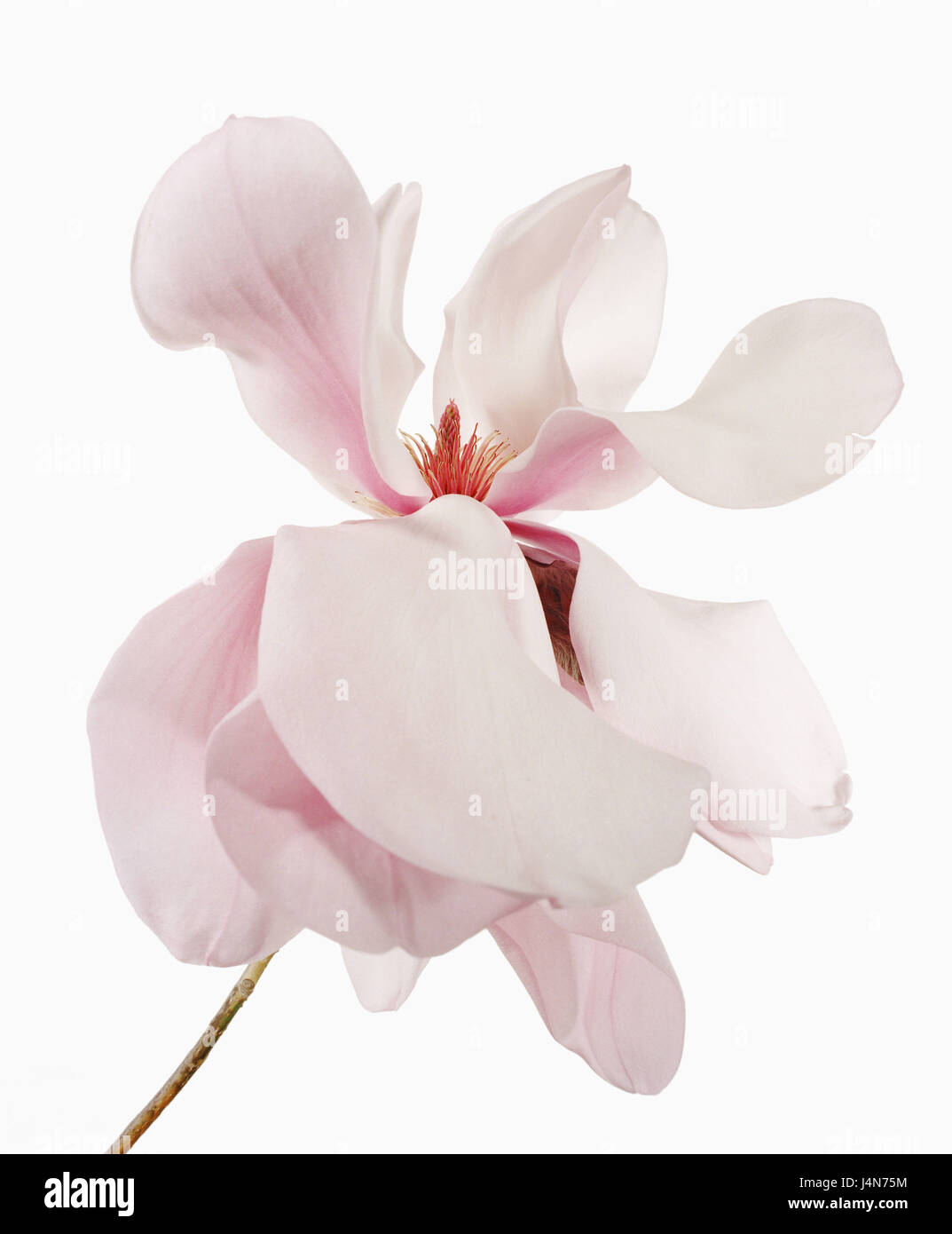 Magnolia, nom : 'Gretel Eisenhut', Banque D'Images