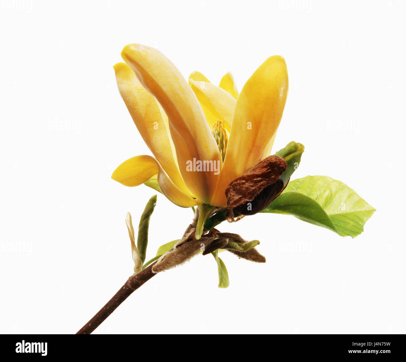 Magnolia, nom : 'Koban Dori' (jaune), d'oiseaux Banque D'Images