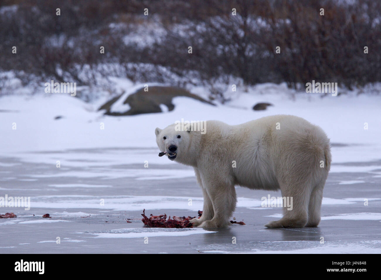 L'ours blanc, Ursus maritimus, manger, Hudson Bay, Churchill, Manitoba, Canada, Banque D'Images