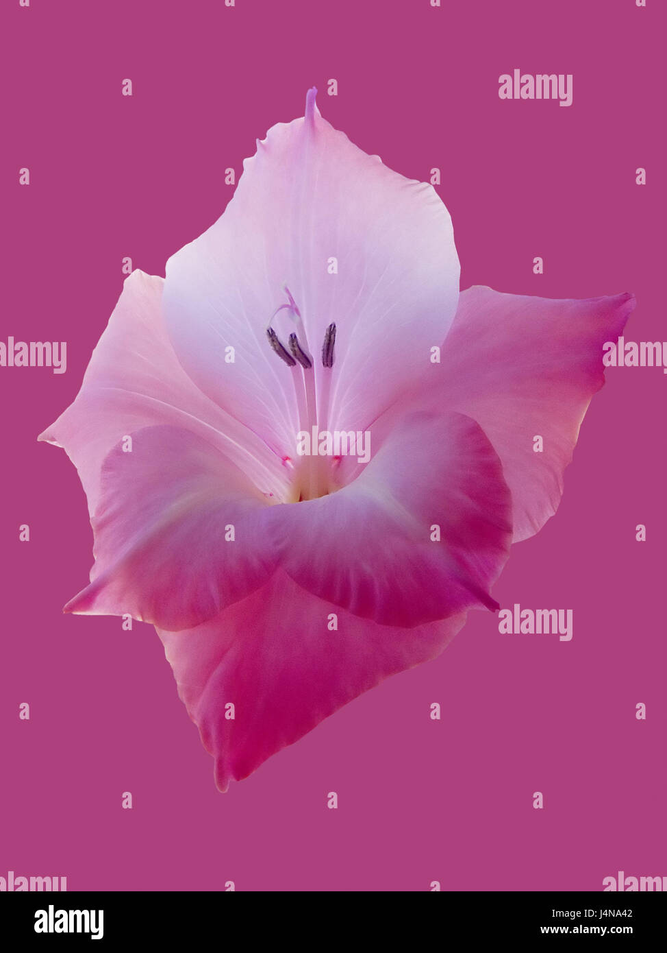 Disque d'hiver, glaïeul Gladiolus communis, blossom, la poussière des navires, plante, fleur, fleurs, plantes ornementales iris, rose, doucement, la beauté, la propreté, doucement, réglage couleur, couleur, blanc, studio, Banque D'Images