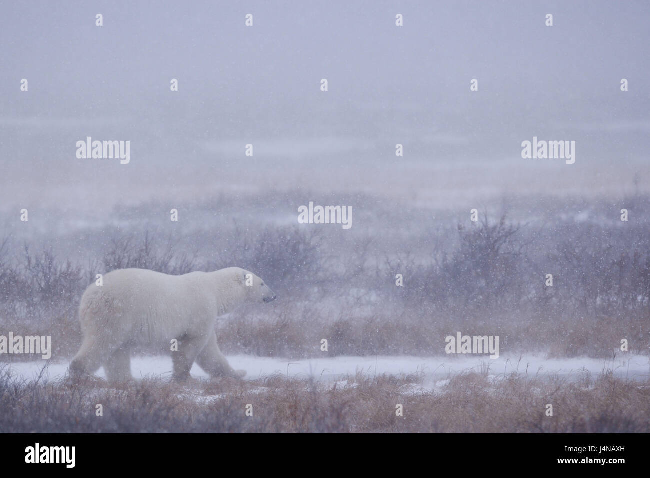 L'ours blanc, Ursus maritimus, rendez-vous, sur le côté, les chutes de neige, la baie d'Hudson, à Churchill, Manitoba, Canada, Banque D'Images