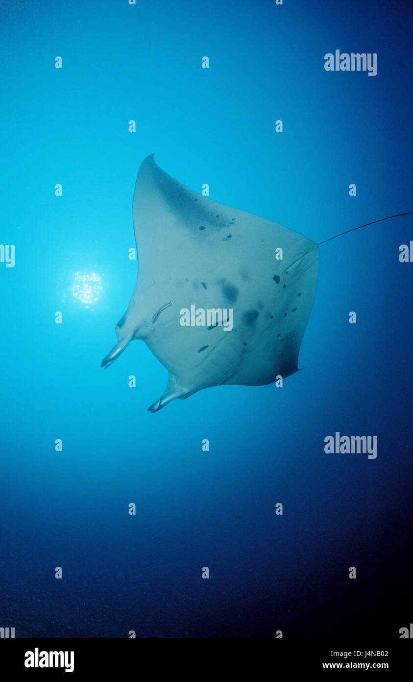 Manta, Manta birostris Banque D'Images