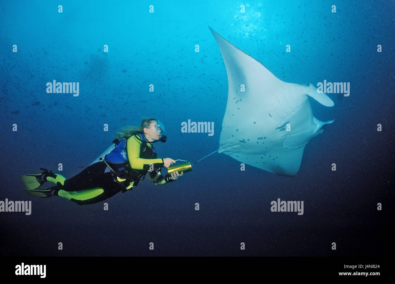 Manta, Manta birostris, plongeur, Banque D'Images
