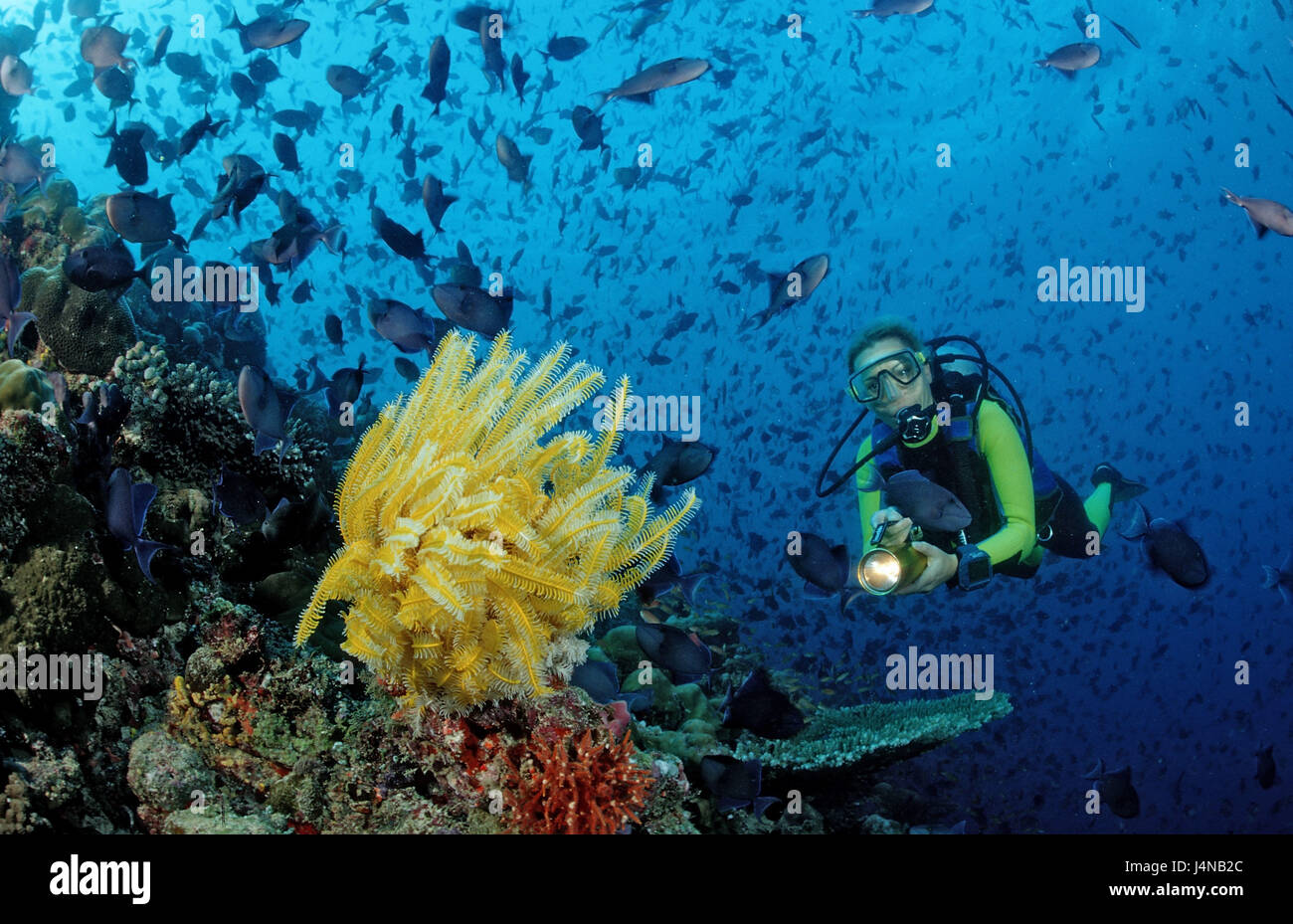 Plongeur, de coraux, d'Federstern, le poisson rêve, ancêtre de la morve, poisson bouton-poussoir Odonus Niger Banque D'Images