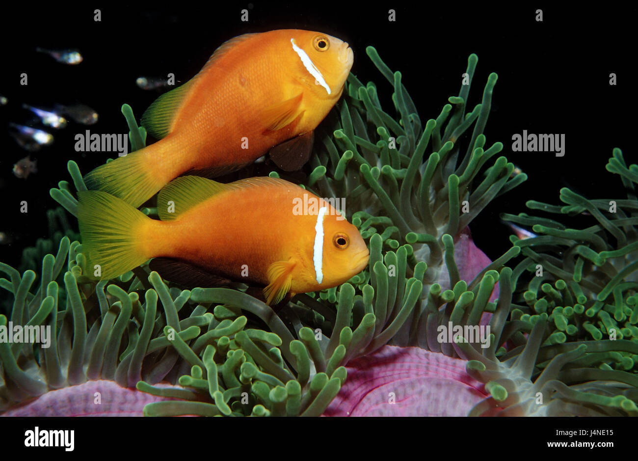 Maldives-poisson de l'anémone, Amphiprion nigripes, endémique, Banque D'Images