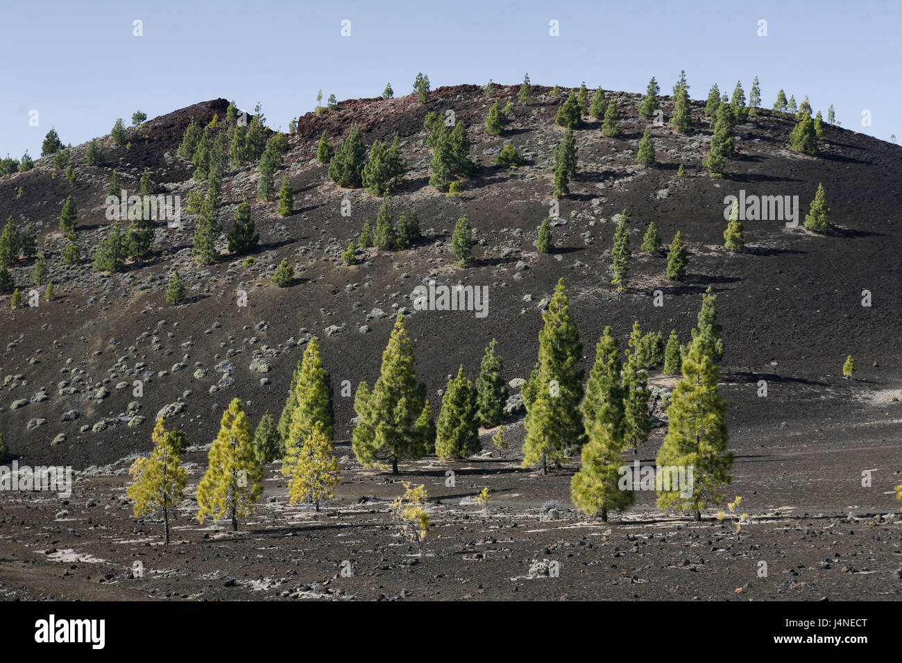 Espagne, Ténérife, Pico del Teide, roche de lave, conifères, Banque D'Images