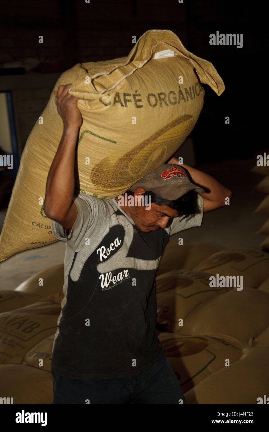 Guatemala, Jacaltenango, homme, pochette, grains de café, porter, Banque D'Images