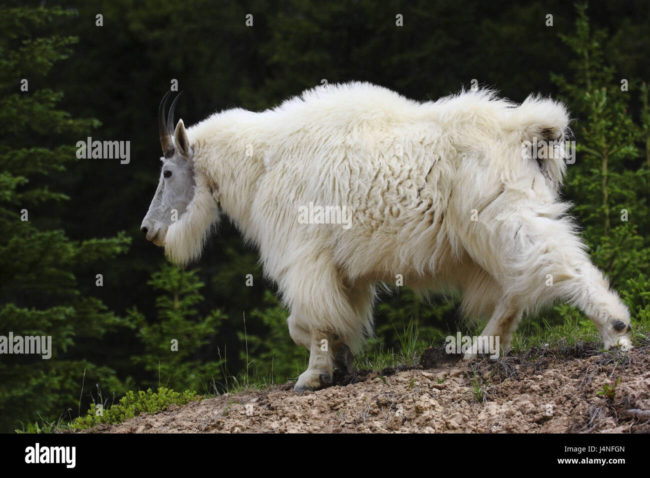 Snow chèvre, Oreamnos americanus, individuellement, l'ensemble du corps, de la bande de roulement sur le côté, en passant, le Canada, l'Alberta, Parc National de Jasper Banque D'Images