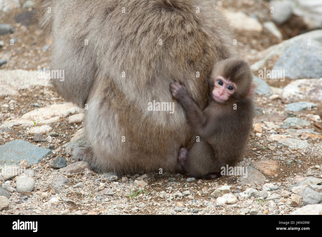 Macaque Japonais Bebe Accroche A La Fourrure Sur Le Dos De La Mere Macaca Fuscata Photo Stock Alamy
