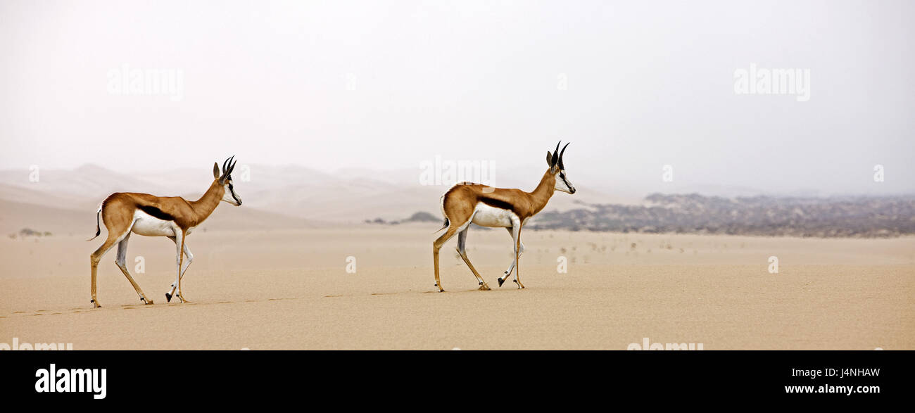 Antidorcas marsupialis, springboks, deux, désert, Désert du Namib, Namibie, Banque D'Images