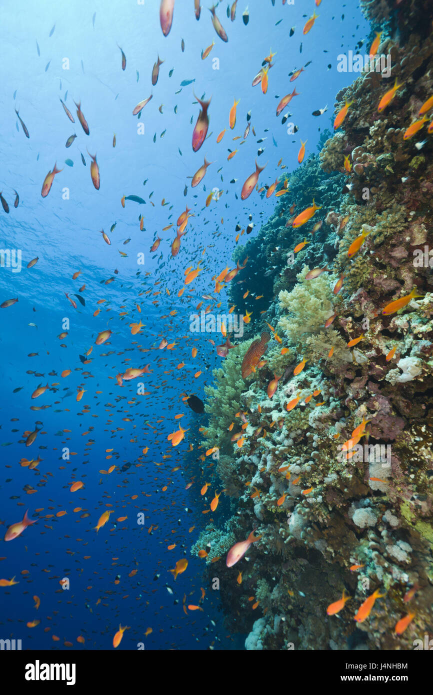 Barrière de corail, bijoux-flag perchoirs, Pseudanthias squamipinnis, l'Égypte, sous l'enregistrement, corail, coraux, animaux, bijoux-flag perchoirs, jewel, perchoirs drapeau drapeau harem perches, des poissons de corail, des poissons aux couleurs vives, rêve, Banque D'Images