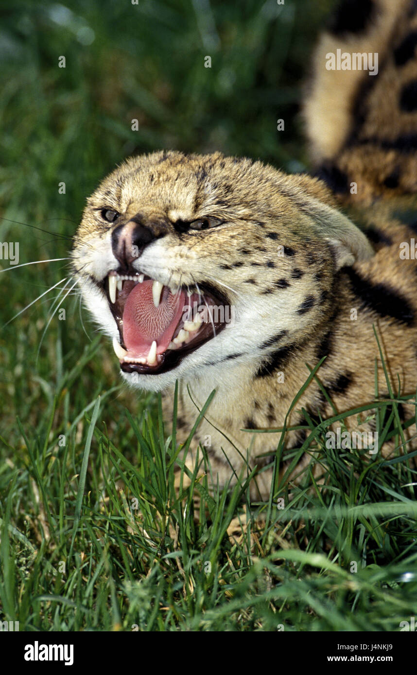 Serval (Leptailurus serval, souffle, Banque D'Images