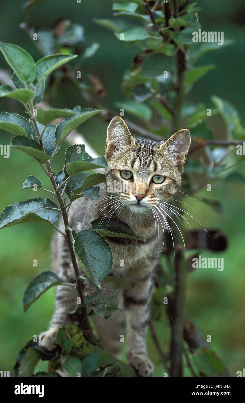 Chat de maison européenne, Brown Tabby, arbre, Banque D'Images