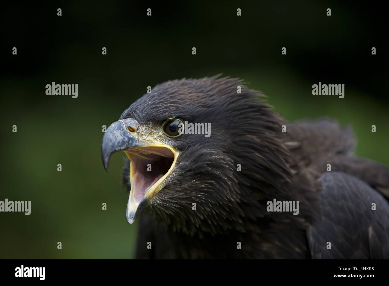 Le lac White Head, jeune oiseau, aigle Haliaeetus leucocephalus, criez, portrait, Banque D'Images