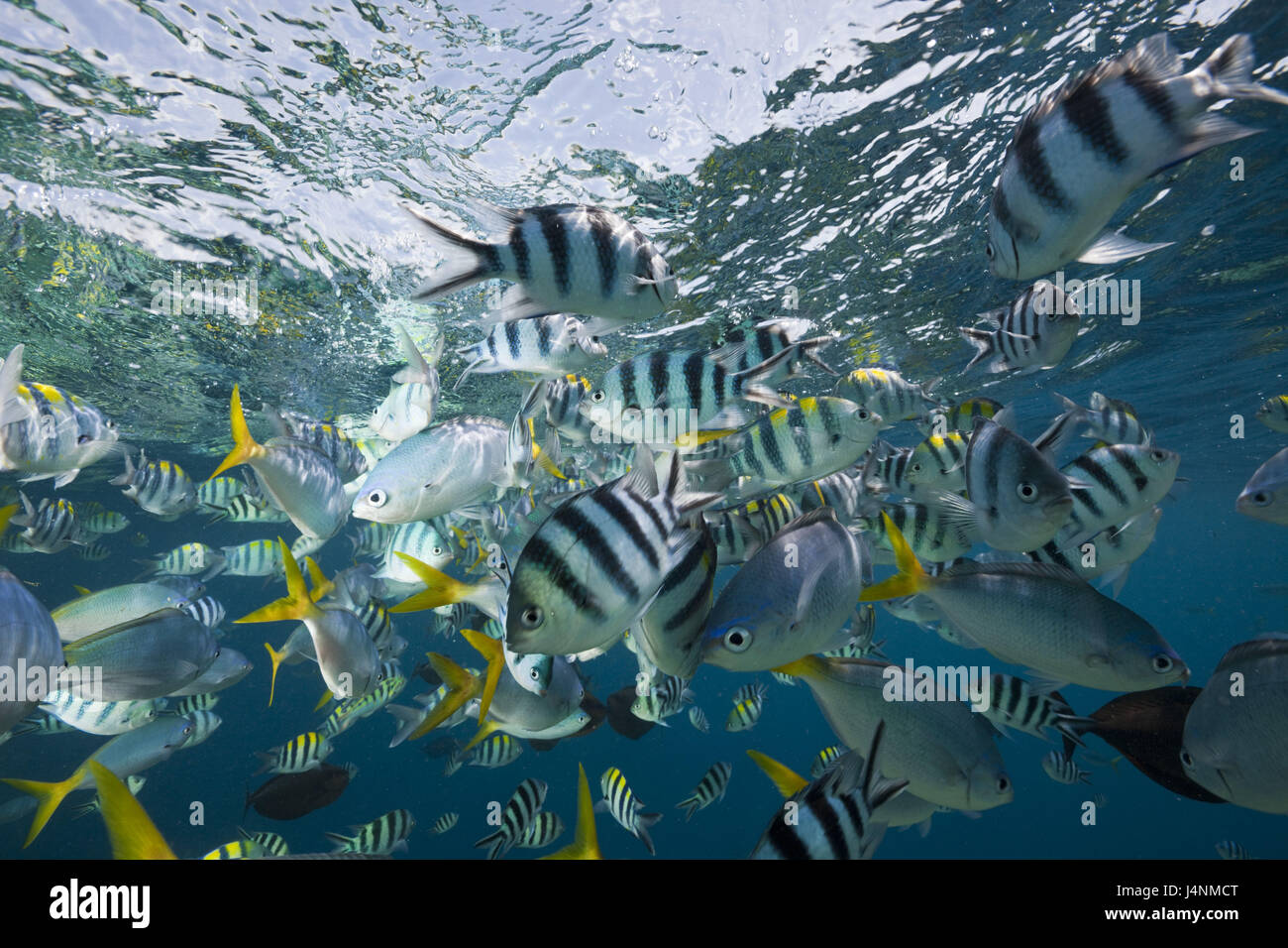 L'enregistrement sous l'eau, le poisson rêve, de poissons, de couleurs vives, différemment, de détail, Banque D'Images