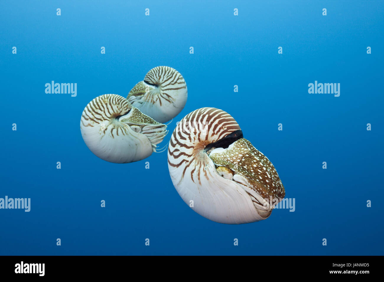 L'enregistrement sous-marin Nautilus, Nautilus, belauensis, trois, flotteur, Banque D'Images