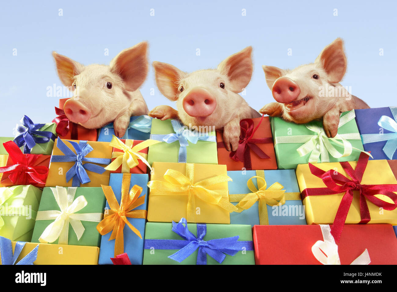 La Montagne De Cadeaux Porcelet Trois Portrait Noel Valentinstag Anniversaire Fete Des Meres Jubilee Valentinsgeschenke Cadeaux D Anniversaire Fete Des Meres Noel Presente Des Animaux Porcs Cochons Chance Chance Porcelets Cote A Cote La Montagne De Cadeaux Porcelet Trois Portrait Noel Valentinstag Anniversaire Fete Des Meres Jubilee Valentinsgeschenke Cadeaux D Anniversaire Fete Des Meres Noel Presente Des Animaux Porcs Cochons Chance Chance Porcelets Cote A Cote