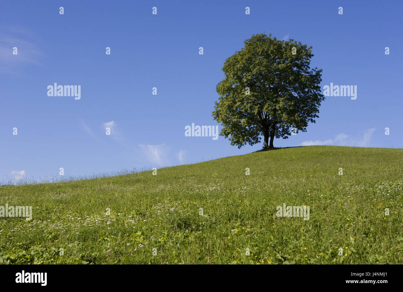 Pré, hill, arbre à grandes feuilles, l'été, Banque D'Images