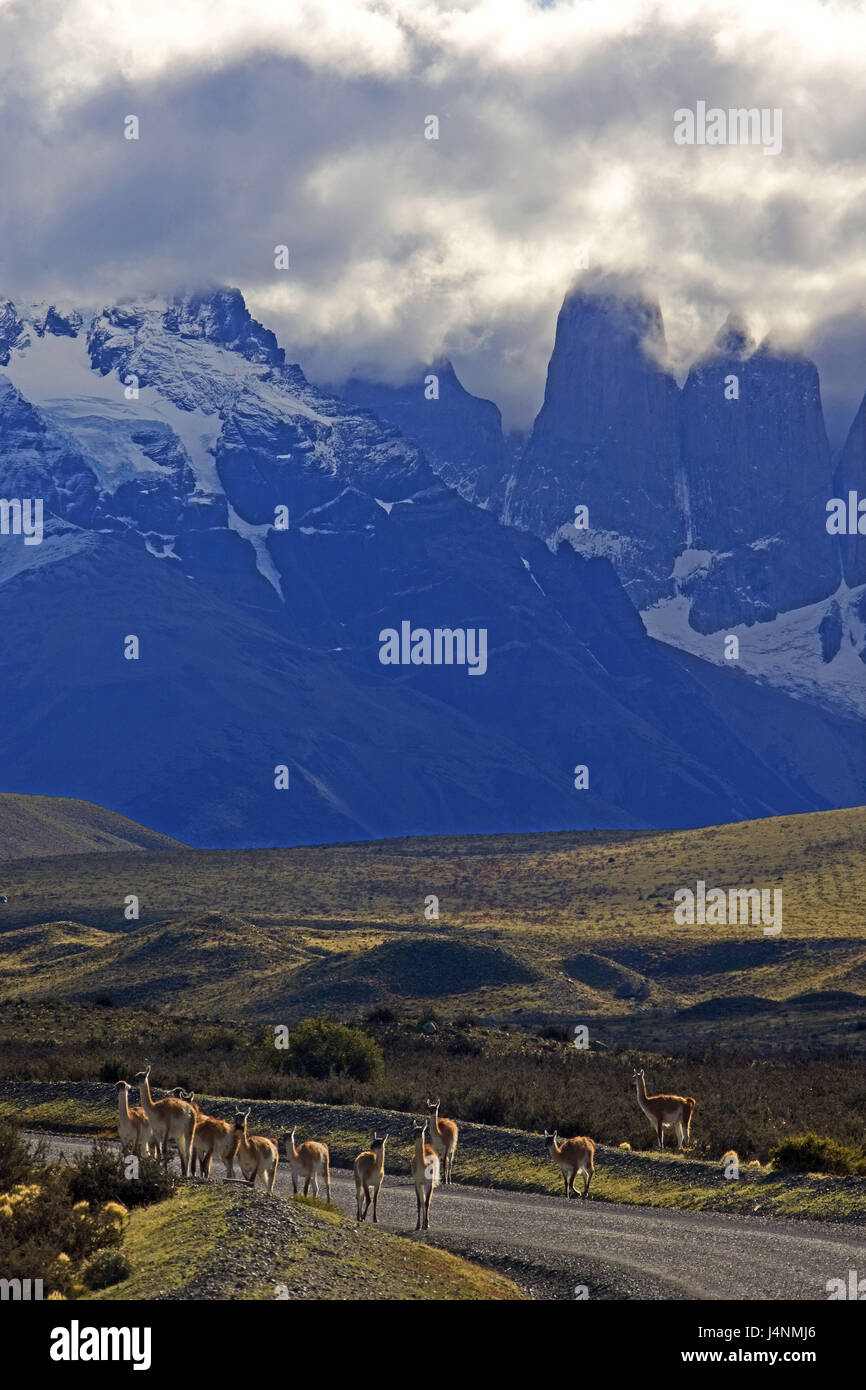 Le Chili, la Patagonie, le Parc National Torres del Paine, street, troupeaux, Guanakos, lama guanicoe, Banque D'Images